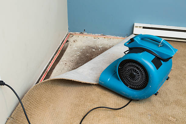 Best Water damage cleanup near me  in Lyndonville, VT